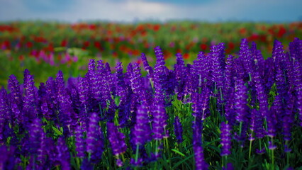 Obraz premium close lupine stems in saturated purple, tight composition highlights petal texture and shallow depth with intense color and soft background haze