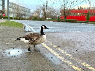 Canada goose (Branta canadensis) walking across a wet urban street near a sidewalk, blending wildlife presence with a modern city environment.