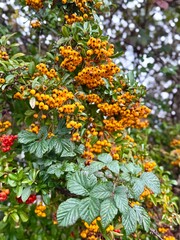 Firethorn (Pyracantha) shrub with clusters of bright orange berries and green leaves, autumn garden plant providing food for birds and seasonal color.