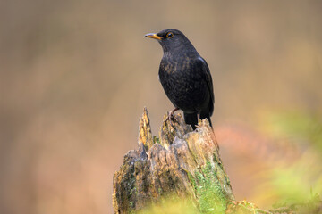 amsel turdus merula blackbird