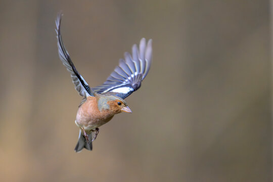 Buchfink Fringilla coelebs chaffinch