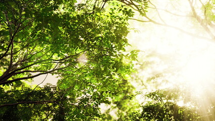 Fototapeta premium The sun shines through the leaves of a tropical forest, casting ethereal rays of light amidst the fog.