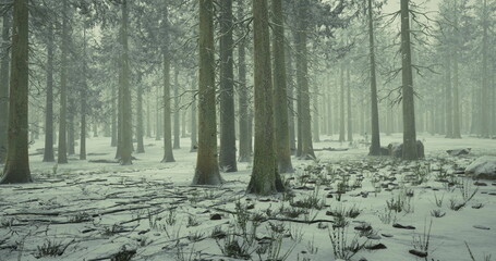 Tall trees stand amidst a blanket of snow, creating a serene winter landscape. Soft light filters through the branches, enhancing the peaceful atmosphere of the forest. © icetray
