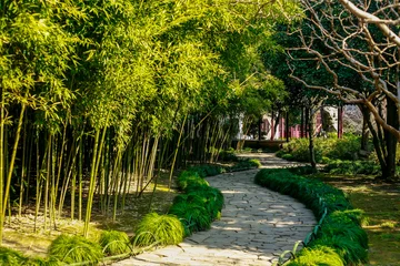 Fototapeten Bambus bamboo forest path  © Bugu