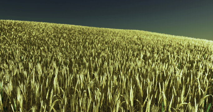 dense wheat field under green sky, aerialstyle perspective ideal for agtech and mapping concepts, tightly packed stalks forming repeating texture across sloped