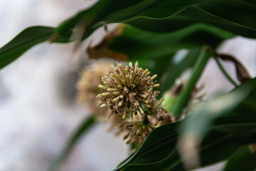 tropical flowers and leaves in botanical garden