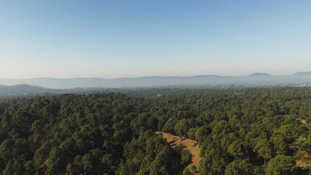 Aerial view of lush green pine forest in the Himalayan mountains of Himachal Pradesh at sunrise