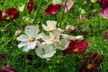 cosmos flower blossom in garden