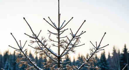 Obraz premium Bare pine branches of a dormant Christmas tree against a stark white winter sky in a cold forest landscape, winter, forest, woods