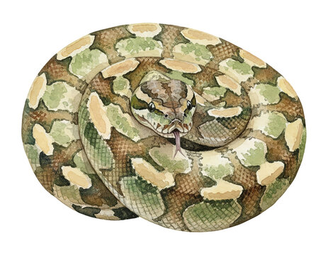 Coiled Python Snake with Camouflage Pattern Flicking Tongue in Detailed Watercolor Illustration Style