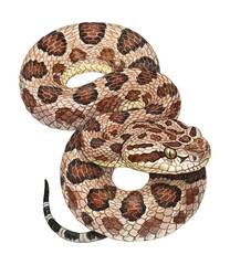 Fototapeta premium Detailed Coiled Spotted Snake with Alert Gaze a Reptile Illustration on White Background