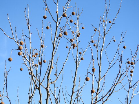 American sycamore tree, with round, fruit balls, filled with seeds that wild birds love to eat, during the winter season. Jefferson county, West Virginia. 