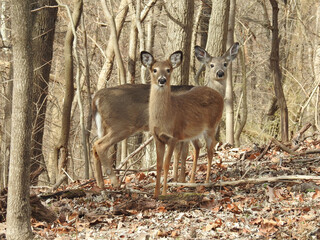Fototapeta premium Whitetail deer, living within the woodland forest, of the Blue Ridge Mountains, Appalachian mountain Range, West Virginia. 
