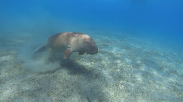 Dugong dugon (sea cow) underwater, slow motion