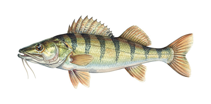Detailed Watercolor Illustration of a Sauger Fish with Green Yellow Striped Body and Prominent Fins Swimming