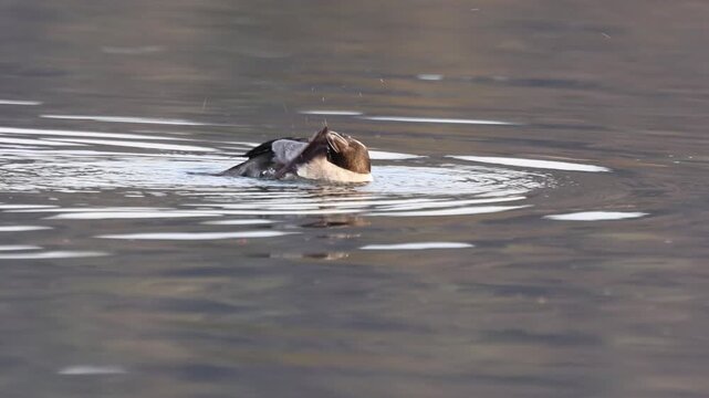 Bufflehead hen (Bucephala albeola) swimming on calm water at Baum Lake, Shasta County, California, pausing to scratch and preen her head in soft morning light, shown in slow motion.