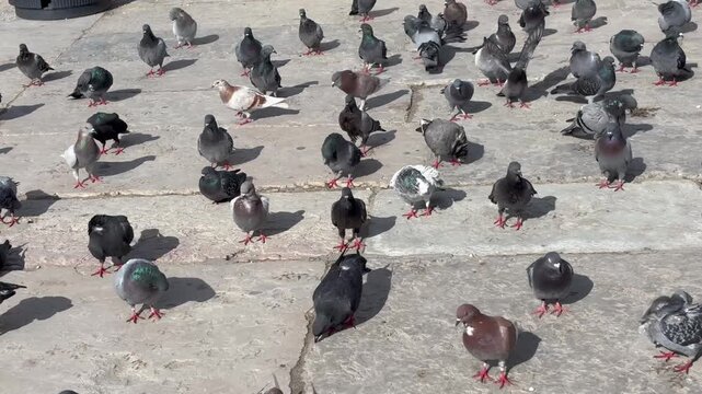 Tauben in unterschiedlichen Farben suchen Futter auf dem Strassen von Lissabon, Portugal