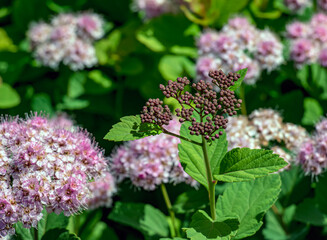 Obraz premium Selective focus of a meadow rose or Spiraea splendens blooming in garden. Floral background. Close-up. Spring