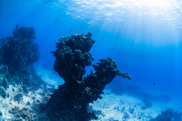 Coral pinnacle rising from the seafloor in the Red Sea, Egypt, surrounded by small reef fish in clear blue underwater light.