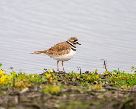 Close up of a killdeer on the edge of a pond in the San Joaquin Valley of California.