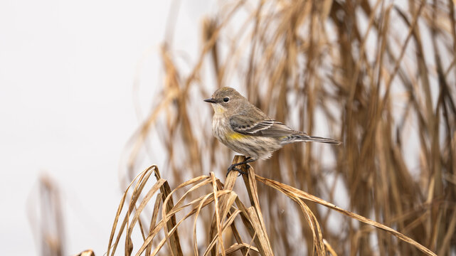 A yellow-rumped warbler perched on dry grass.