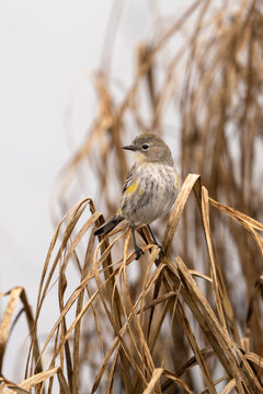 Close up portrait of a yellow-rumped warbler perched on dry grass.
