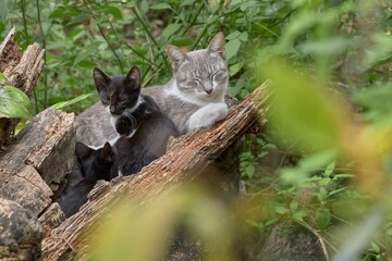 Portrait of motherhood in the animal world with cats of different colors in harmony.