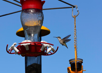 Obraz premium A Hummingfird hovering by a feeder