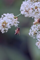 Close-up of a bee working on white flowers in spring.