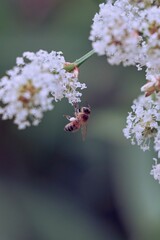 Worker bee with pollen on its legs on garden flowers.