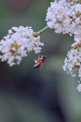 Detail of natural pollination with a bee on a cluster of white flowers.