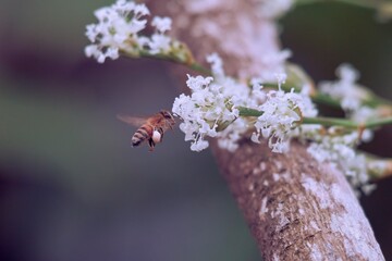 Honeybee searching for nectar on white spring flowers.