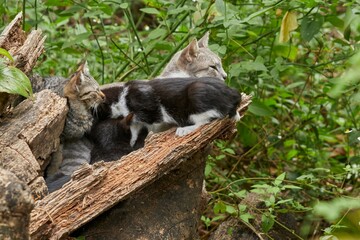 Gray cat nursing her black kittens on a fallen log.