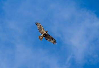 Bottom view of an Osprey in Flight