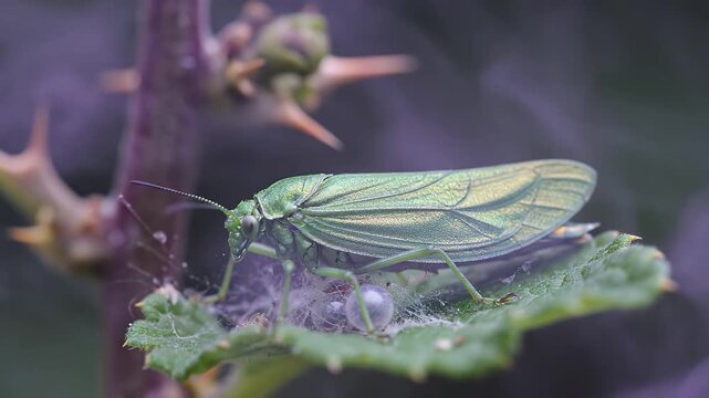Macro Shot of a Green Leafhopper Insect on a Spiky Leaf