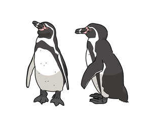 フンボルトペンギンのイラスト