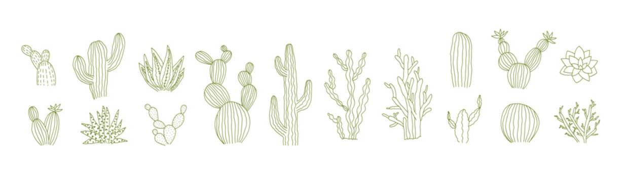 Floral set of isolated outline green vector tropic cactus and succulents elements. Cute botanical hand drawn doodle cacti illustrations for pattern design, logo, coloring book, sticker, tattoo