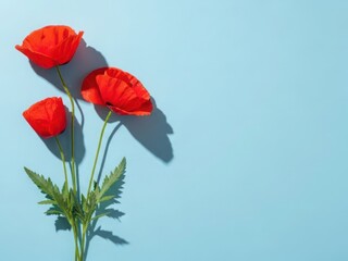 Obraz premium Three vibrant red poppies on light blue background with green stems