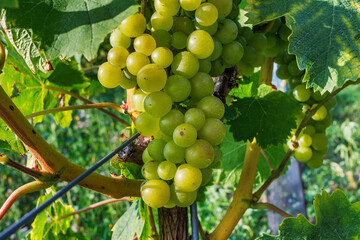 Close up of green grape clusters hanging under grapevine leaves in sunny vineyard.