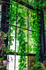 Vines grow on a tall window in a greenhouse space with bright green light during the day
