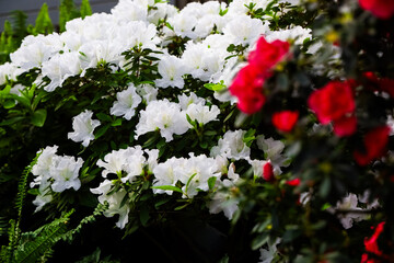 Flowers bloom in a garden with white and red azaleas during springtime