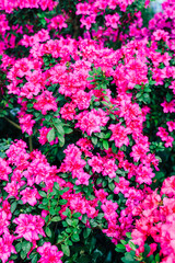 Bright pink flowers bloom in a garden during the spring season in a sunny location