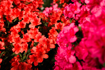 Flowers Azalea bloom in bright colors during springtime in a garden with many plants