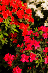 Bright Azalea flowers bloom in a garden during spring with vibrant colors and lush greenery