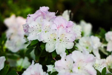 Flowers Azalea bloom in spring in a garden showing white and pink petals and green leaves
