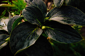 Green leaves with water droplets close to a dark background during daytime in a garden setting