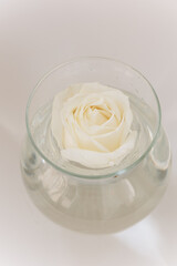 White rose floating in clear water in a round glass vase on a plain background