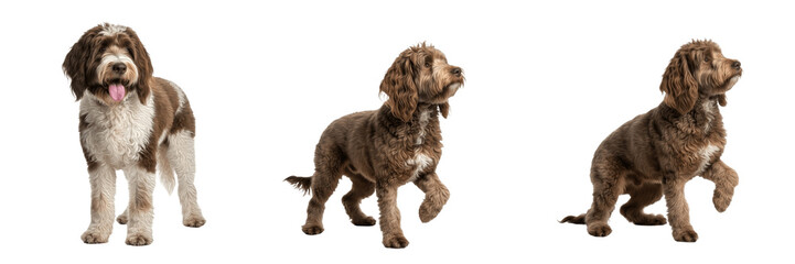 Barbet dog isolated on white background, French Water Dog, Barbet Chien, Chien d&rsquo;Eau Fran&ccedil;ais, Barbet Water Dog, Barbet Breed Dog, Classic Barbet Dog