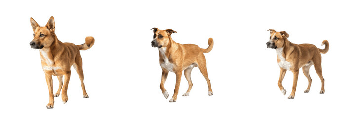 Obraz premium Carolina Dog isolated on white background, Carolina Dingo, Yellow Dog, Dixie Dingo, Carolina Pariah Dog, Native Dingo Dog, Carolina Breed Dog