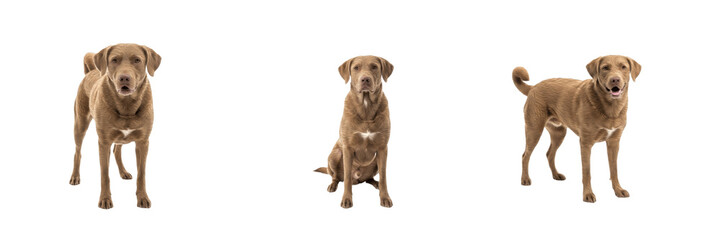 Obraz premium Chesapeake Bay Retriever dog isolated on white background, Chesea Dog, ChesBay Retriever, CBR Dog, Chesapeake Retriever, チェサピーク・ベイ・レトリーバー, Chesapeake Retriever Dog